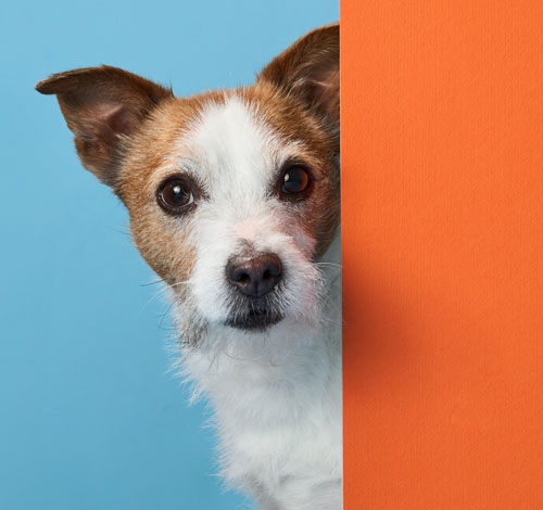 Perro asomando detrás de una pared naranja | Tu mascota y tu salud van de la mano