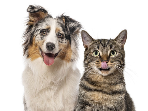 Perro y gato | Tu mascota y tu salud van de la mano