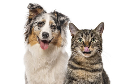 Tu mascota y tu salud van de la mano